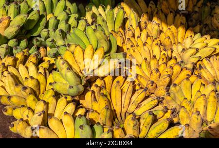 Kleine Bananen auf dem lokalen Straßenmarkt in Kambodscha Stockfoto