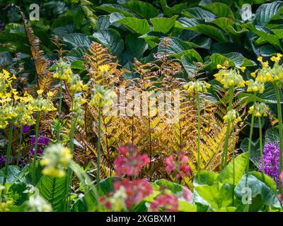 Hinterleuchteter Dryopteris Farn mit seinen bronzefarbenen Fronten wächst in einem britischen Garten. Stockfoto