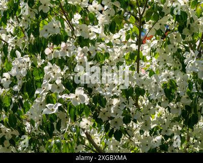 Cornus kousa-Baum mit weißen Deckblättern, der in einem britischen Garten wächst. Stockfoto