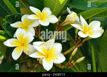 Weißer Frangipani-Baum, Fortaleza, Maputo, Mosambik. Plumeria, auch Frangipani genannt, ist eine Gattung von blühenden Pflanzen aus der Unterfamilie Rauvolfioi Stockfoto