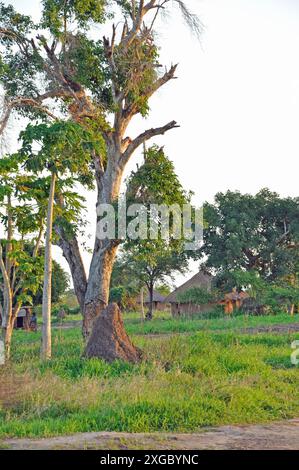 Schlammhütten und Termitenhügel, New Mambone, Inhambane, Mosambik. Stockfoto