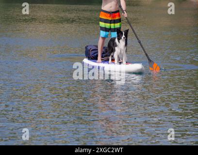 Ein Hund auf einem Stand Up Paddle Board (SUP) reitet mit seinem Besitzer an einem heißen Sommertag auf einem Fluss. Stockfoto