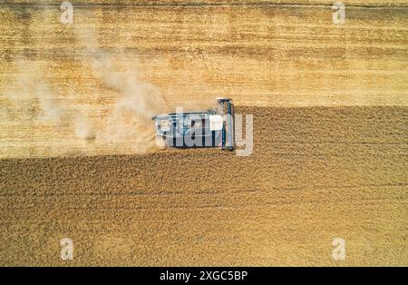 Luftaufnahme von oben nach unten auf dem Mähdrescher, der an einem sonnigen Tag Weizen auf einem Feld erntet Stockfoto