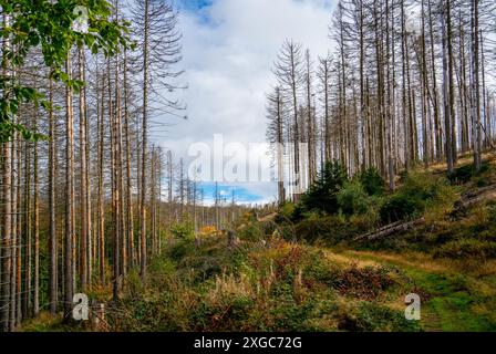 Tote Bäume im Wald im Harz Stockfoto