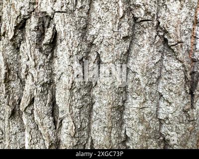 Alte Pappelbaumrinde Aus Der Nähe. Hintergrundstruktur. Stockfoto