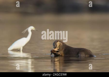 Glatte Otter - ist eine Süßwasserart aus Regionen Süd- und Südwestasiens. Sie wurde auf der Roten Liste der IUCN als „verletzlich“ eingestuft. Stockfoto