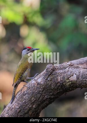 Grauspecht - Ein häufig im gesamten Himalaya-Gebiet Indiens vorkommender Grauspecht. Stockfoto