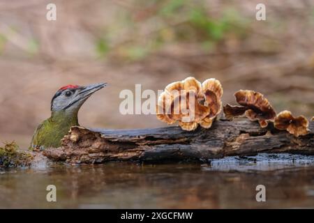 Grauspecht - Ein häufig im gesamten Himalaya-Gebiet Indiens vorkommender Grauspecht. Stockfoto