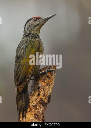 Grauspecht - Ein häufig im gesamten Himalaya-Gebiet Indiens vorkommender Grauspecht. Stockfoto