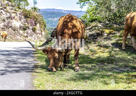 Die Cachena-Kuh im Nationalpark Peneda-Geres in Nordportugal. Es handelt sich um eine traditionelle portugiesische Bergrinderrasse, die sich hervorragend für ihr Fleisch und ihre Tracti eignet Stockfoto