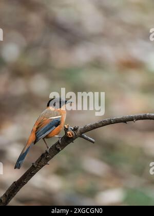 Die Rufous Sibia ist eine Vogelart, sie ernährt sich von Beeren und Insekten, die in den nördlichen Teilen des indischen Subkontinents vorkommen. Stockfoto