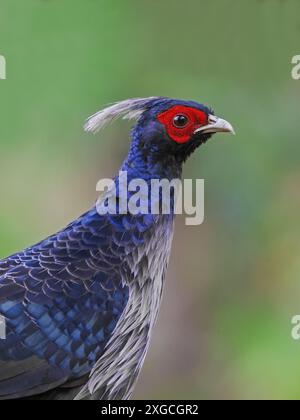Der Kalij Fasan oder einfach Kalij ist ein Fasan, der in Wäldern und Dickicht, insbesondere in den Ausläufern des Himalaya, vorkommt. Stockfoto