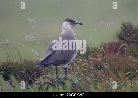 Eine Nahaufnahme eines arktischen Skua auf dem Boden, umgeben von nassem Gras. Handa Island, Schottland Stockfoto