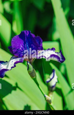 Blühende Irisblumen im Garten. Floraler natürlicher Hintergrund, Grußkarte, festliche Stimmung. Postkarte Iridaceae Design, strahlender Sonnenschein Stockfoto