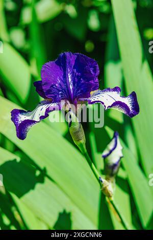 Blühende Irisblumen im Garten. Floraler natürlicher Hintergrund, Grußkarte, festliche Stimmung. Postkarte Iridaceae Design, strahlender Sonnenschein Stockfoto