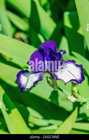 Blühende Irisblumen im Garten. Floraler natürlicher Hintergrund, Grußkarte, festliche Stimmung. Postkarte Iridaceae Design, strahlender Sonnenschein Stockfoto
