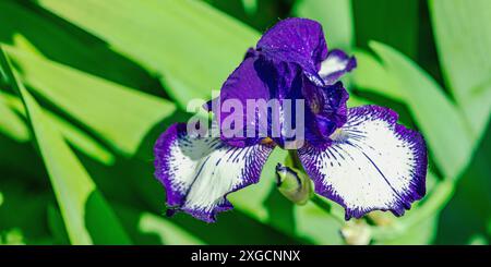 Blühende Irisblumen im Garten. Floraler natürlicher Hintergrund, Grußkarte, festliche Stimmung. Postkarte Iridaceae Design, strahlender Sonnenschein Stockfoto