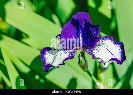 Blühende Irisblumen im Garten. Floraler natürlicher Hintergrund, Grußkarte, festliche Stimmung. Postkarte Iridaceae Design, strahlender Sonnenschein Stockfoto