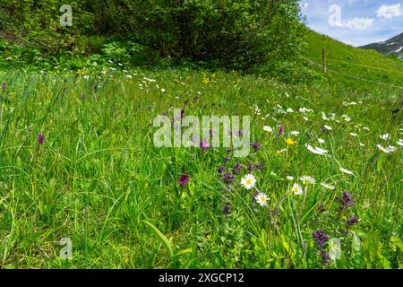 Die rosafarbene, breitblättrige Orchidee ist in feuchten Wiesen der österreichischen Alpen zu Hause, schöne und seltene Orchidee hat den wissenschaftlichen Namen Dactylorhiza Stockfoto