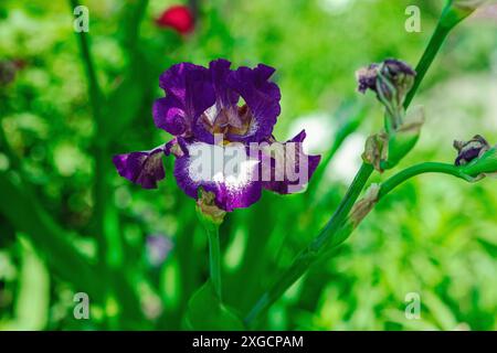 Blühende Irisblumen im Garten. Floraler natürlicher Hintergrund, Grußkarte, festliche Stimmung. Postkarte Iridaceae Design, strahlender Sonnenschein Stockfoto