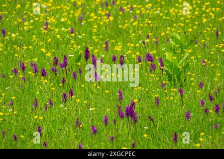 Die rosafarbene, breitblättrige Orchidee ist in feuchten Wiesen der österreichischen Alpen zu Hause, schöne und seltene Orchidee hat den wissenschaftlichen Namen Dactylorhiza Stockfoto