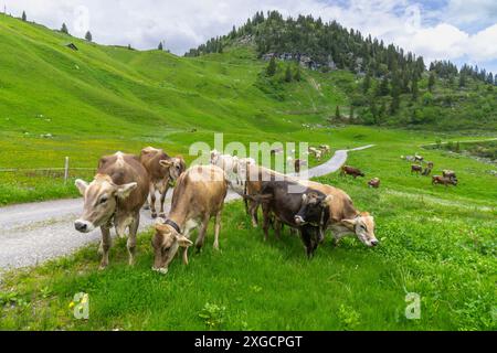 Braune Kuh auf der Weide in der Bregenzerwalder Alm, vor mir eine Kuh ohne Hörner, auf der Wiese frisst eine Kuhherde und Kälber ruhen, Stockfoto