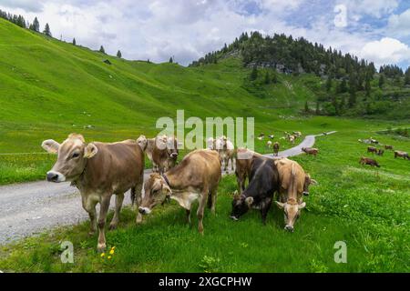 Braune Kuh auf der Weide in der Bregenzerwalder Alm, vor mir eine Kuh ohne Hörner, auf der Wiese frisst eine Kuhherde und Kälber ruhen, Stockfoto