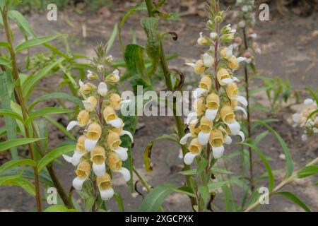 Hüttengarten. Digitalis wächst auf der Wiese. Blumen blühen. Kulturblumen. Stockfoto