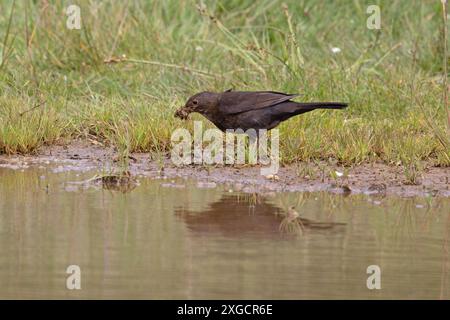 Schwarzvogel (Turdus mercula), weibliches Sammeln von Nistmaterial Schlamm Norfolk Juni 2024 Stockfoto