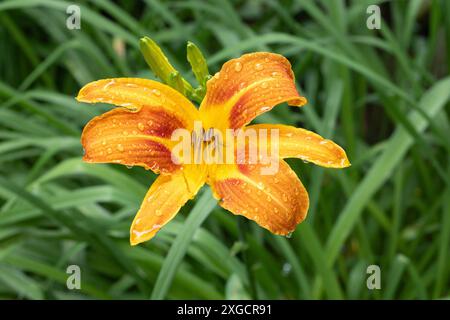 07.07.2024 / Igls, Innsbruck, Tirol, Österreich / Bild: Regentropfen, Wassertropfen auf einer Lilie, Lilium, Gelbrote Taglilie, Hemerocallis fulva, Braunrote Taglilie, Bahnwärter-Taglilie, Pflanze, Blume, Blüte, Blütenstand, Gartenblume *** 07 07 2024 Igls, Innsbruck, Tirol, Österreich Bild Regentropfen, Wassertropfen auf einer Lilie, Lilium, gelb-rote Taglilie, Hemerocallis fulva, braun-rote Taglilie, Eisenbahnpfleger Taglilie, Pflanze, Blume, Blüte, Blütenstände, Gartenblume Stockfoto