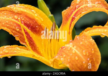 07.07.2024 / Igls, Innsbruck, Tirol, Österreich / Bild: Regentropfen, Wassertropfen auf einer Lilie, Lilium, Gelbrote Taglilie, Hemerocallis fulva, Braunrote Taglilie, Bahnwärter-Taglilie, Pflanze, Blume, Blüte, Blütenstand, Gartenblume *** 07 07 2024 Igls, Innsbruck, Tirol, Österreich Bild Regentropfen, Wassertropfen auf einer Lilie, Lilium, gelb-rote Taglilie, Hemerocallis fulva, braun-rote Taglilie, Eisenbahnpfleger Taglilie, Pflanze, Blume, Blüte, Blütenstände, Gartenblume Stockfoto