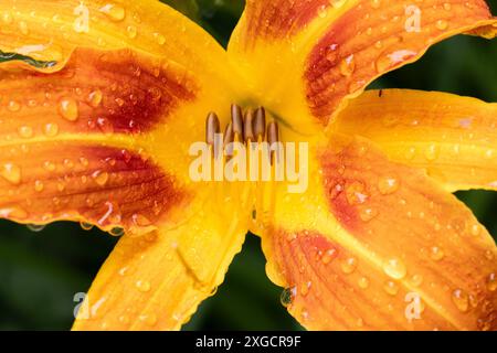 07.07.2024 / Igls, Innsbruck, Tirol, Österreich / Bild: Regentropfen, Wassertropfen auf einer Lilie, Lilium, Gelbrote Taglilie, Hemerocallis fulva, Braunrote Taglilie, Bahnwärter-Taglilie, Pflanze, Blume, Blüte, Blütenstand, Gartenblume *** 07 07 2024 Igls, Innsbruck, Tirol, Österreich Bild Regentropfen, Wassertropfen auf einer Lilie, Lilium, gelb-rote Taglilie, Hemerocallis fulva, braun-rote Taglilie, Eisenbahnpfleger Taglilie, Pflanze, Blume, Blüte, Blütenstände, Gartenblume Stockfoto