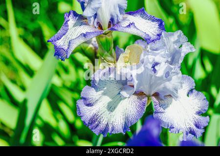 Blühende Irisblumen im Garten. Floraler natürlicher Hintergrund, Grußkarte, festliche Stimmung. Postkarte Iridaceae Design, strahlender Sonnenschein Stockfoto