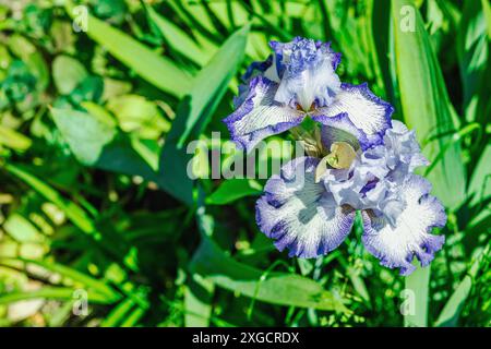 Blühende Irisblumen im Garten. Floraler natürlicher Hintergrund, Grußkarte, festliche Stimmung. Postkarte Iridaceae Design, strahlender Sonnenschein Stockfoto
