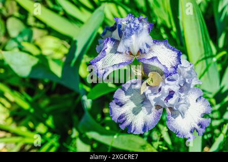 Blühende Irisblumen im Garten. Floraler natürlicher Hintergrund, Grußkarte, festliche Stimmung. Postkarte Iridaceae Design, strahlender Sonnenschein Stockfoto