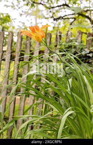 07.07.2024 / Igls, Innsbruck, Tirol, Österreich / Bild: Regentropfen, Wassertropfen auf einer Lilie, Lilium, Gelbrote Taglilie, Hemerocallis fulva, Braunrote Taglilie, Bahnwärter-Taglilie, Pflanze, Blume, Blüte, Blütenstand, Gartenblume *** 07 07 2024 Igls, Innsbruck, Tirol, Österreich Bild Regentropfen, Wassertropfen auf einer Lilie, Lilium, gelb-rote Taglilie, Hemerocallis fulva, braun-rote Taglilie, Eisenbahnpfleger Taglilie, Pflanze, Blume, Blüte, Blütenstände, Gartenblume Stockfoto