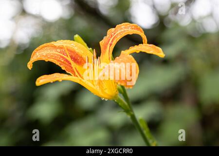 07.07.2024 / Igls, Innsbruck, Tirol, Österreich / Bild: Regentropfen, Wassertropfen auf einer Lilie, Lilium, Gelbrote Taglilie, Hemerocallis fulva, Braunrote Taglilie, Bahnwärter-Taglilie, Pflanze, Blume, Blüte, Blütenstand, Gartenblume *** 07 07 2024 Igls, Innsbruck, Tirol, Österreich Bild Regentropfen, Wassertropfen auf einer Lilie, Lilium, gelb-rote Taglilie, Hemerocallis fulva, braun-rote Taglilie, Eisenbahnpfleger Taglilie, Pflanze, Blume, Blüte, Blütenstände, Gartenblume Stockfoto