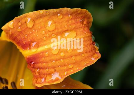 07.07.2024 / Igls, Innsbruck, Tirol, Österreich / Bild: Regentropfen, Wassertropfen auf einer Lilie, Lilium, Gelbrote Taglilie, Hemerocallis fulva, Braunrote Taglilie, Bahnwärter-Taglilie, Pflanze, Blume, Blüte, Blütenstand, Gartenblume *** 07 07 2024 Igls, Innsbruck, Tirol, Österreich Bild Regentropfen, Wassertropfen auf einer Lilie, Lilium, gelb-rote Taglilie, Hemerocallis fulva, braun-rote Taglilie, Eisenbahnpfleger Taglilie, Pflanze, Blume, Blüte, Blütenstände, Gartenblume Stockfoto