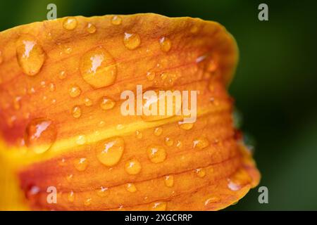07.07.2024 / Igls, Innsbruck, Tirol, Österreich / Bild: Regentropfen, Wassertropfen auf einer Lilie, Lilium, Gelbrote Taglilie, Hemerocallis fulva, Braunrote Taglilie, Bahnwärter-Taglilie, Pflanze, Blume, Blüte, Blütenstand, Gartenblume *** 07 07 2024 Igls, Innsbruck, Tirol, Österreich Bild Regentropfen, Wassertropfen auf einer Lilie, Lilium, gelb-rote Taglilie, Hemerocallis fulva, braun-rote Taglilie, Eisenbahnpfleger Taglilie, Pflanze, Blume, Blüte, Blütenstände, Gartenblume Stockfoto