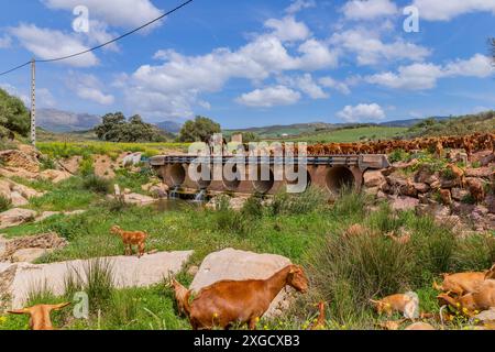 Ziegen auf einem Bauernhof in Andalusien, Granada, Spanien Stockfoto