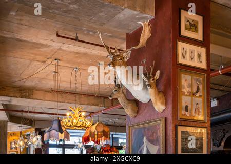 Eine eklektische Mischung aus berittenen Hirschköpfen und Gemälden an den Wänden einer Bar. Taxidermie für die Innenarchitektur. Stockfoto