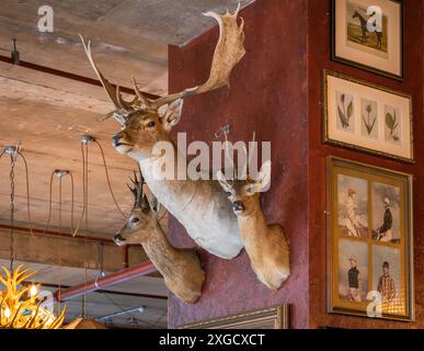 Eine eklektische Mischung aus berittenen Hirschköpfen und Gemälden an den Wänden einer Bar. Taxidermie für die Innenarchitektur. Stockfoto