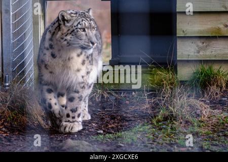 Schneeleopard in Gefangenschaft, (Panthera uncia)Highland Wildlife Park, kincraig, Cairngorms National Park, Schottland, Vereinigtes Königreich. Stockfoto