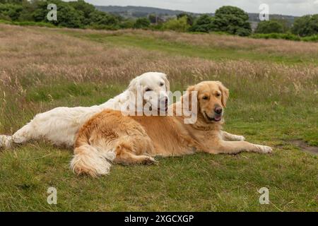 Zwei goldene Retriever liegen auf Baildon Moor, Yorkshire. Stockfoto