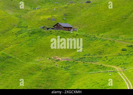 Pferde auf steilem Hang von den österreichischen alpen, mit grüner Wiese bis zum Berggipfel und kleinem hölzernen Almhof, blühende Weide Stockfoto