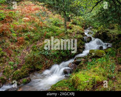 Bach, Ucieda Eichenwald, Saja-Besaya Naturpark, Kantabrien, Spanien. Stockfoto