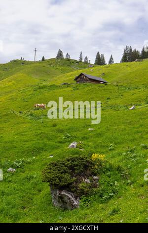 Pferde auf steilem Hang von den österreichischen alpen, mit grüner Wiese bis zum Berggipfel und kleinem hölzernen Almhof, blühende Weide Stockfoto