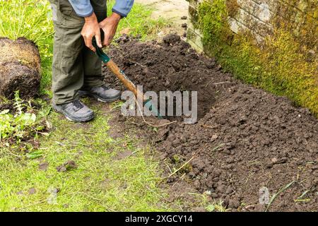 Ein Mann gräbt ein Loch in einem Garten, bereit für das Pflanzen einer großen Staude, die in einen Topf gebunden ist. Die Pflanze auf dem Gras ist bereit zum Pflanzen. Stockfoto