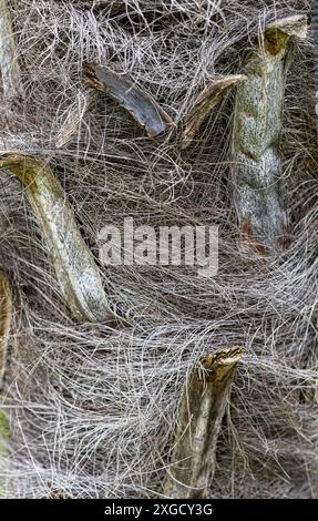 Nahaufnahme des strukturierten Stammes einer Palme mit Fasermaterial und rauer Rinde Stockfoto
