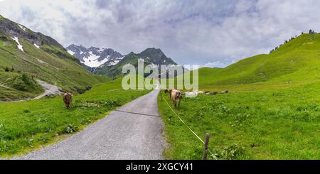 Panorama mit Alm-Bauernhof in den Bergen von Österreich, Bauernhof und Kühe auf Blumenwiese, mit schneebedecktem Berg im Hintergrund, Alp-Frühling Stockfoto